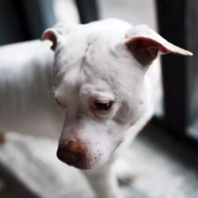 Pit Bull Finds Unusual Shelter During Thunderstorm, Melting Hearts Online
