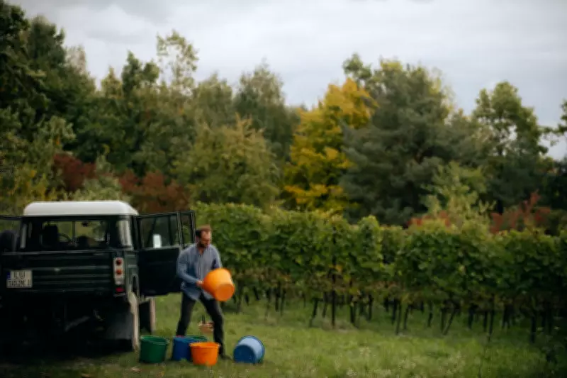 Poland's Wine Renaissance: From Vodka Stereotypes to Global Acclaim