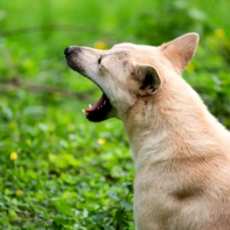 Police Guidance on Noisy Neighbour Dogs: Direct Approach Advised First