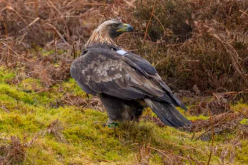 Police Investigate Shooting of Golden Eagle Hamlet in Scottish Borders