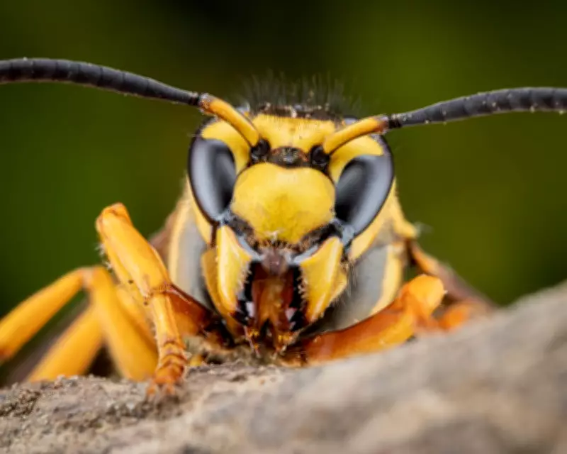 Polling on Insects Reveals Trump's Unpopularity Ahead of US Midterms