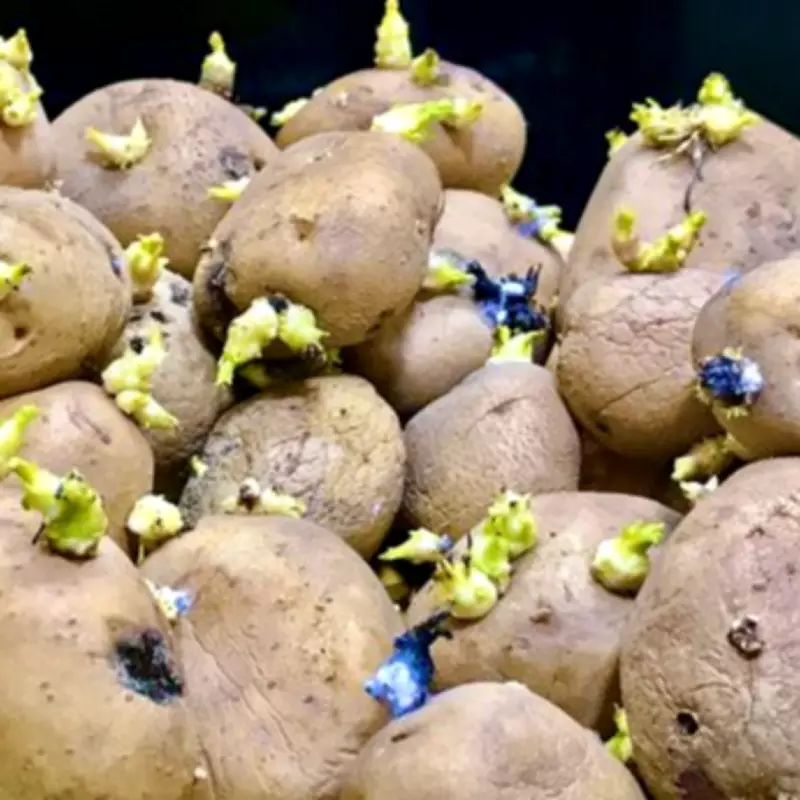 Potato Safety Alert: When Sprouted Spuds Become Toxic
