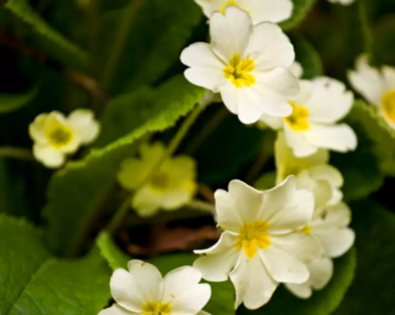 Primroses: From Dismissed to Delightful, A Gardener's Reappraisal