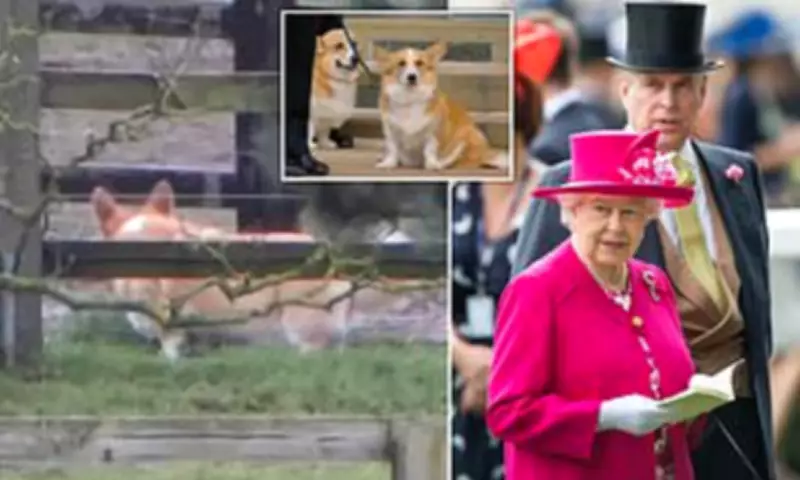 Prince Andrew's Dogs Now Walked by Staff as Reclusive Royal Remains Indoors