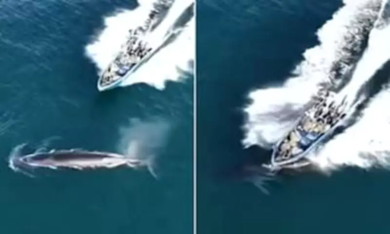 Protected Bryde's Whale Struck by Fishing Vessel in Chinese Tourist Waters
