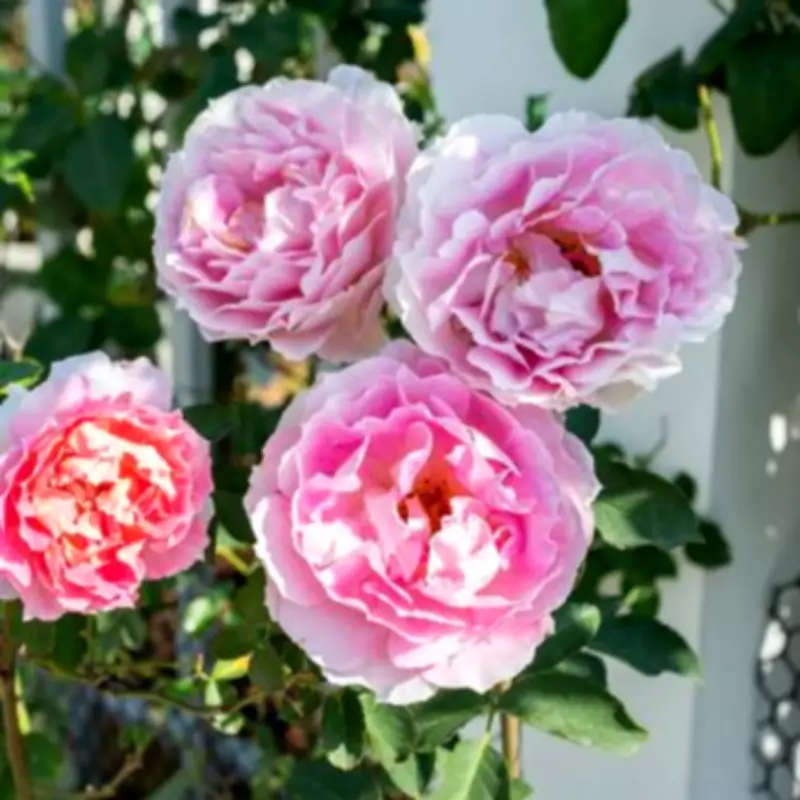 Prune Climbing Roses in February to Prevent Tangled Branches and Boost Blooms