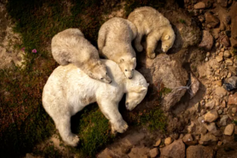 Public Vote Opens for Wildlife Photographer of the Year People's Choice Award