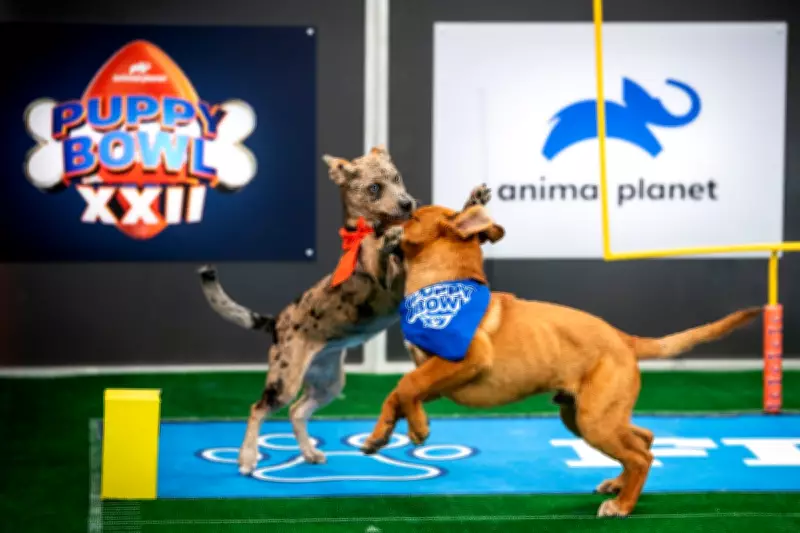 Puppy Bowl XXII Shifts Focus to Senior Dog Adoption with Special Halftime Show