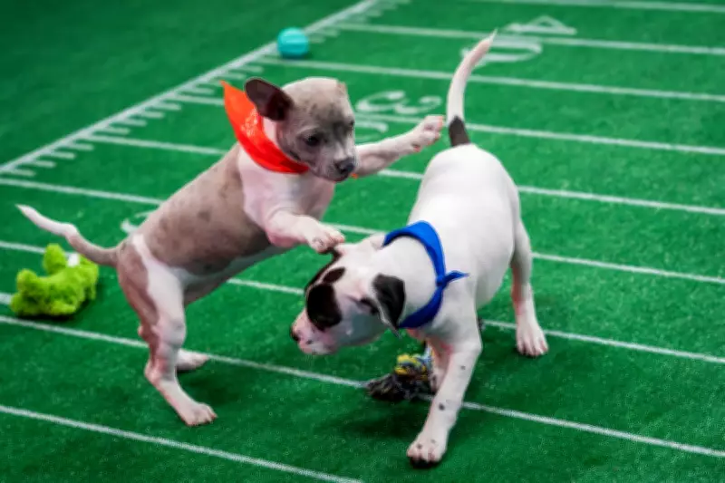 Puppy Bowl XXII Showcases Senior Dogs in Team Oldies vs Team Goldies Halftime Showdown