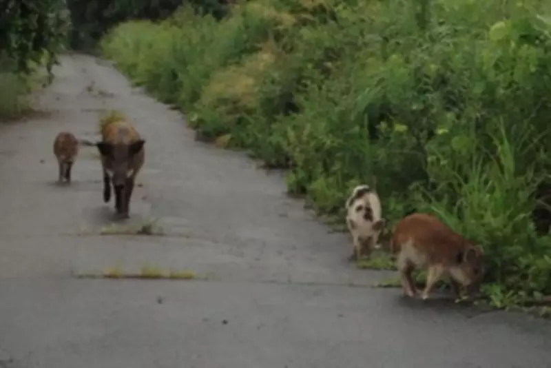 Radioactive Pig-Boar Hybrids Thrive in Fukushima's Nuclear Exclusion Zone