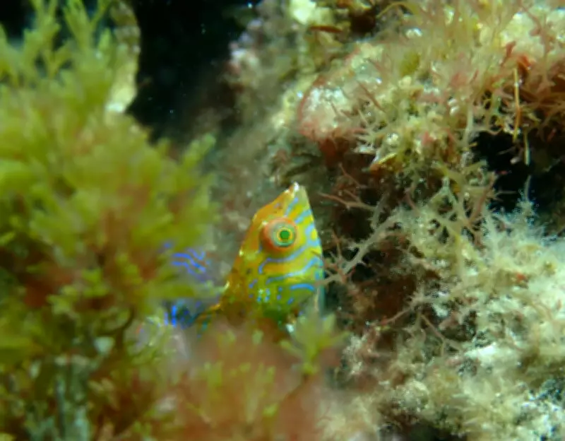 Rare Braun's Wrasse Fish Discovered in Western Australia's Kelp Forests