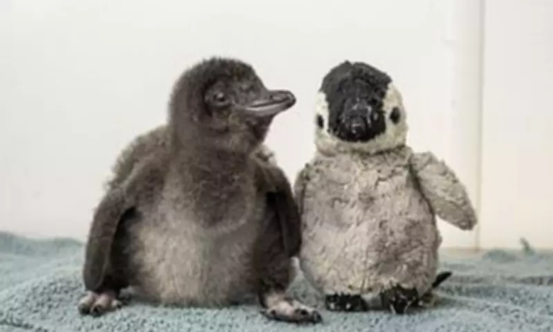 Rare Fairy Penguin Chick Finds Comfort in Fluffy Toy at Dorset Aquarium