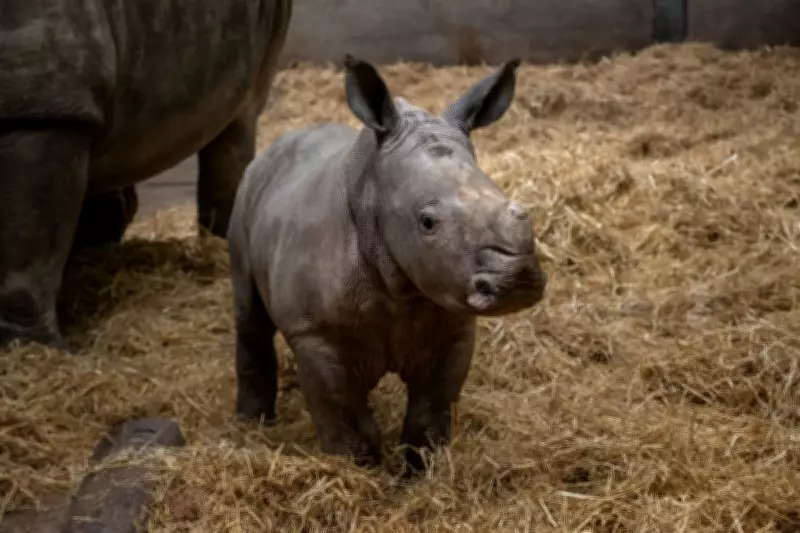 Rare Rhino Calf Born at UK Safari Park Hailed as Conservation Milestone