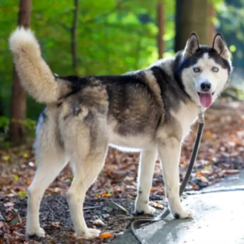 Reactive Husky's Heartwarming Bond with Rescue Sibling at Shelter