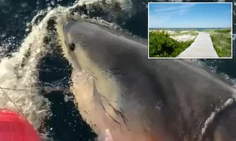 Record-Breaking Male Great White Shark Spotted Off North Carolina Coast