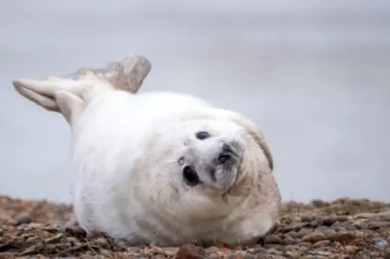 Record Grey Seal Pup Boom at Former Cold War Weapons Testing Site in Suffolk