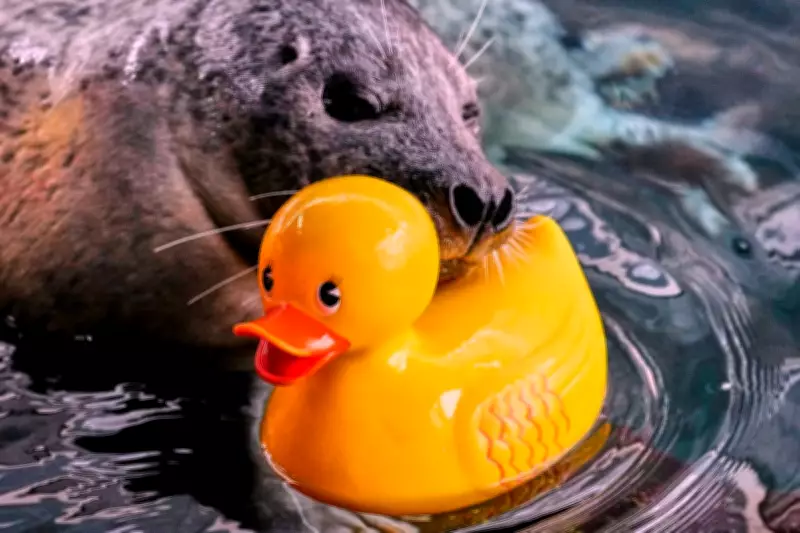 Reggae the Seal Enjoys Rubber Duck Enrichment Training at Boston Aquarium