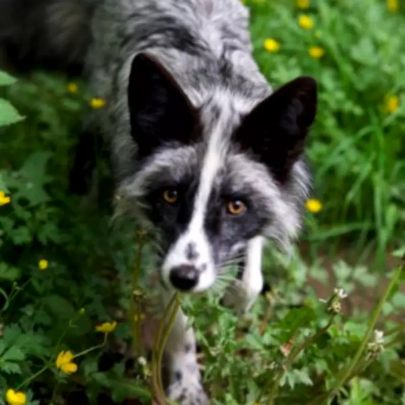 Rescued Foxes from Polish Fur Farms Find Sanctuary in Germany
