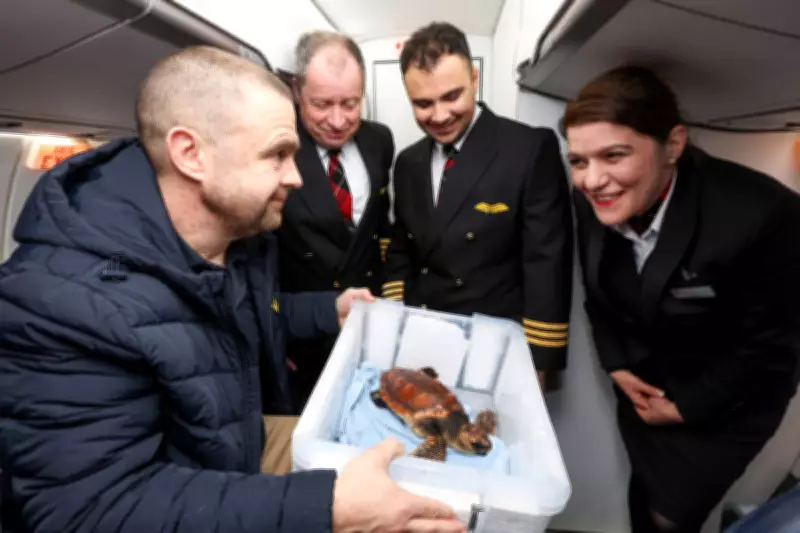 Rescued Loggerhead Turtle Flown in Cabin to Avoid Stressful Sea Crossing