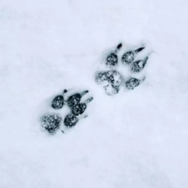 Rescuers Track Snowy Paw Prints to Abandoned House, Discover Two Dogs in Distress