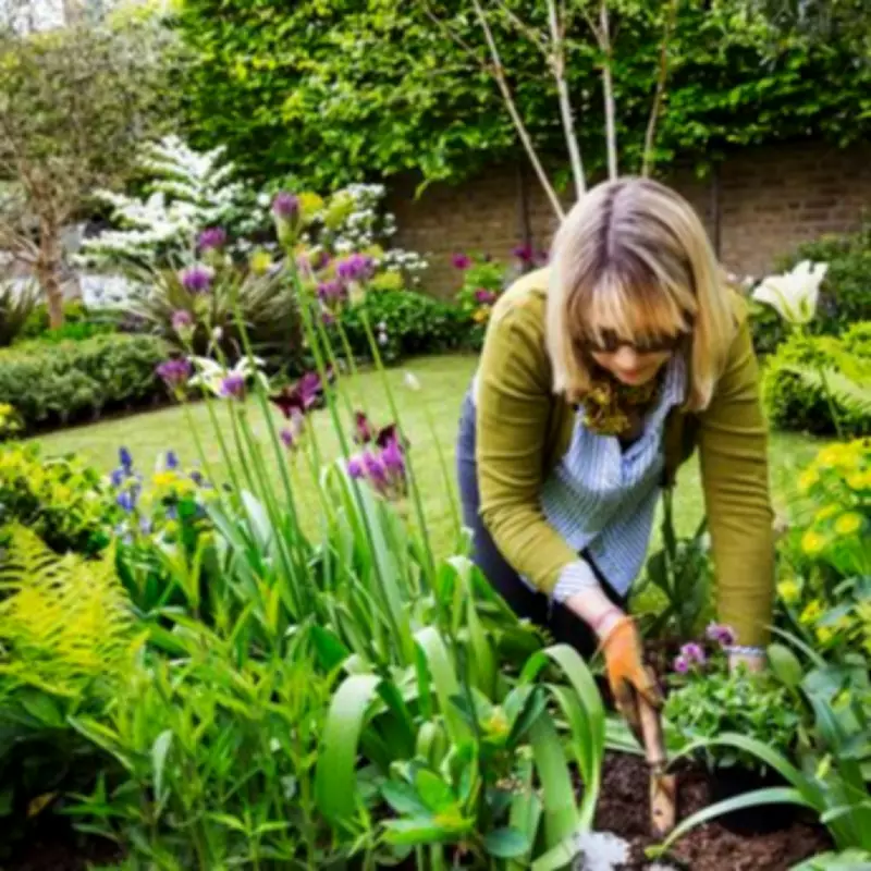 RHS Urges UK Gardeners to Hunt for Rare Pink Daffodil This Spring