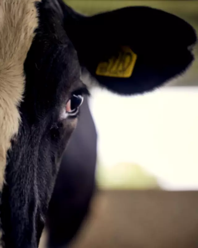Robots Routed by Cows on First Day of High-Tech Dairy Farm Trial