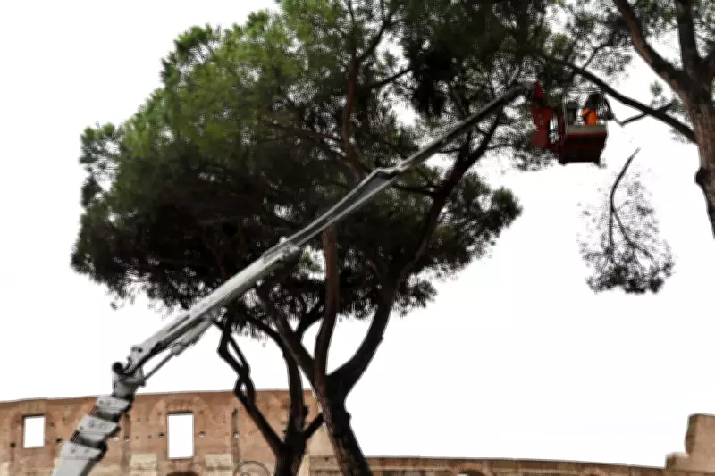 Rome Fells Historic Pines Near Forum After Collapses Injure Tourists