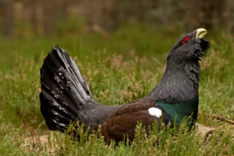 RSPB Reports Capercaillie Population Boost in Scotland Amid Conservation Efforts