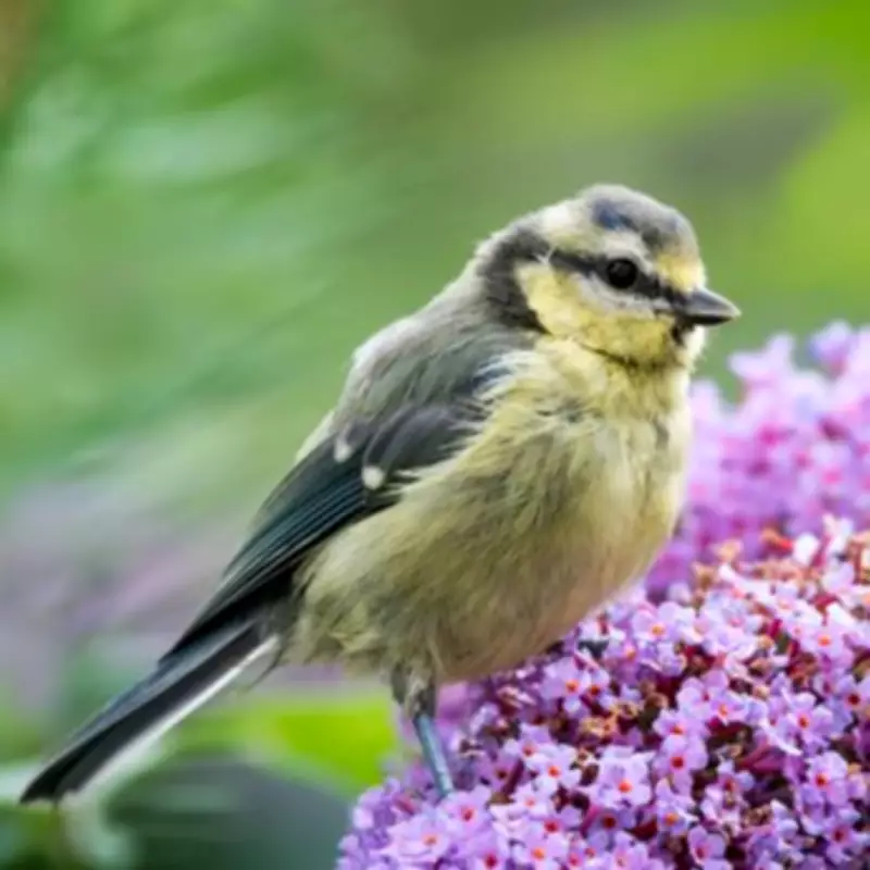 RSPB Urges UK Households to Install Nest Boxes Before Spring Arrives