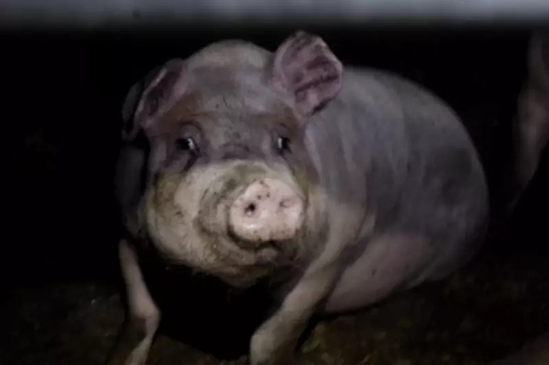RSPCA Assured 'Outdoor-Bred' Pigs Found Suffering in Indoor Barns