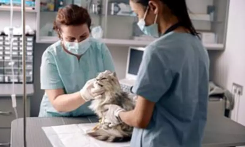 RSPCA's Valentine's Scheme: Donate £10 to 'Neuter an Ex' and Help Feral Cats