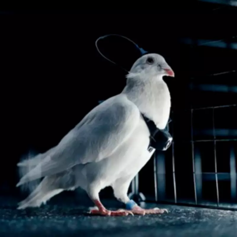 Russia's Pigeon Bio-Drone Project Raises Military and Ethical Concerns