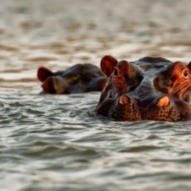 Safari Guide Survives Hippo Attack After Being Swallowed Whole in Zambezi River