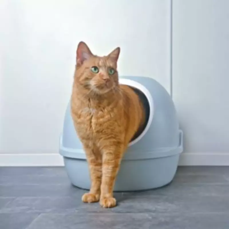 Sainsbury's Budget vs Premium Cat Litter: A Surprising Showdown