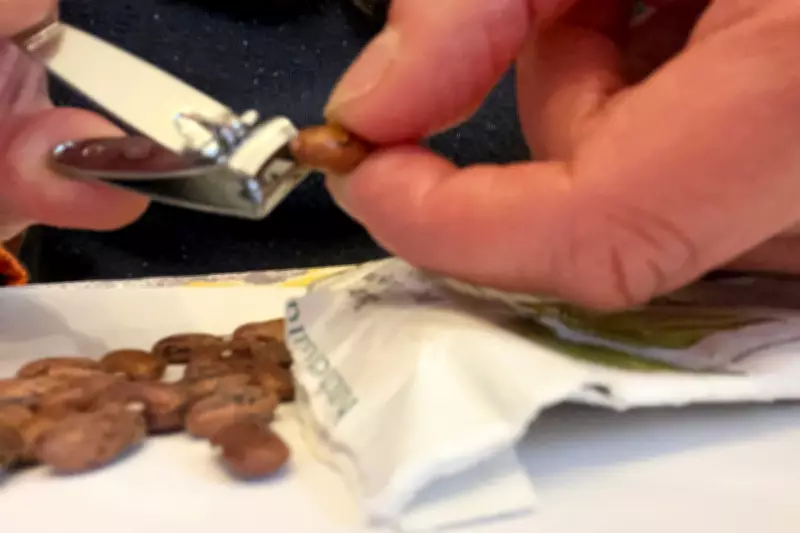 Scarification: The Simple Gardening Trick to Speed Up Seed Germination