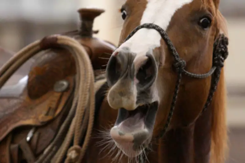 Scientists Discover How Horses Produce Their Unique Whinny Sound