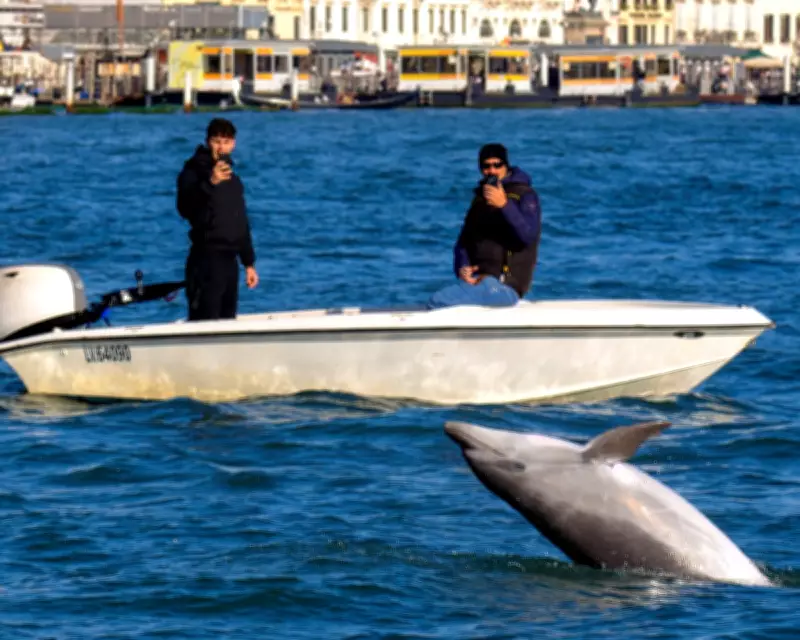 Scientists: Humans, Not Mimmo the Dolphin, Need Managing in Venice Lagoon