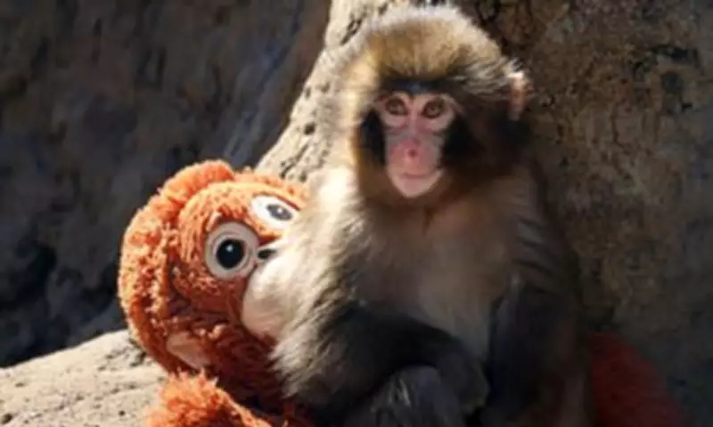 Scientists Reveal Fate of Punch the Monkey: Viral Macaque's Future Explained