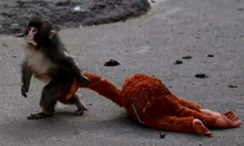 Scientists Reveal Tragic Truth Behind Viral Monkey Punch's Social Struggles