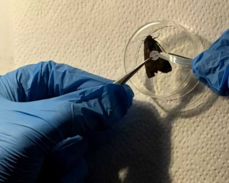 Scientists Track 10,000 Australian Moths Using Eyelash Glue and Confetti Tags