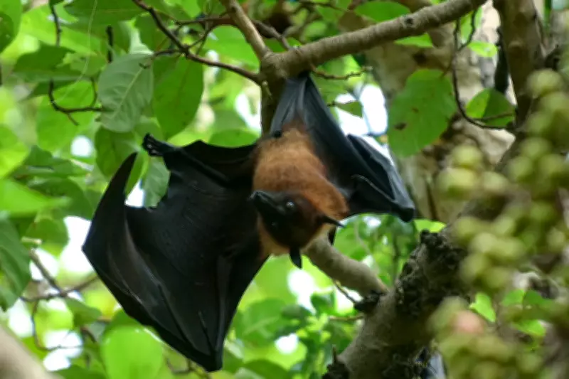 Scientists Warn of Deadly New Bat Virus Emerging in Bangladesh