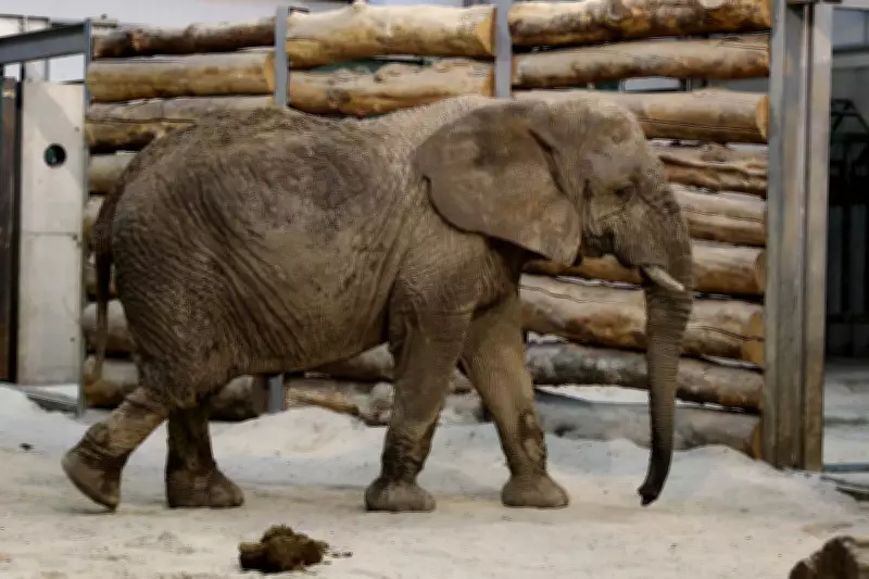 Scotland's Sole African Elephant Mondula Dies Aged 54 at Safari Park