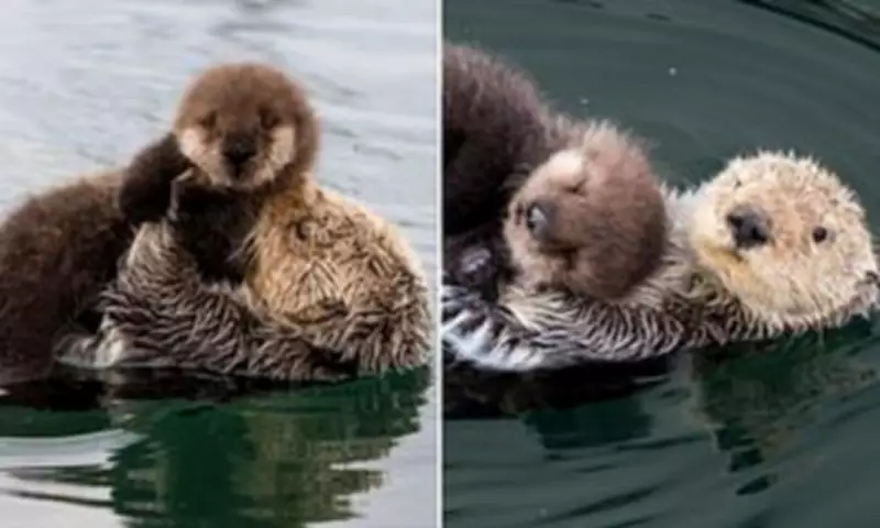 Sea Otter Mother's Tender Embrace Captured After Fierce Fight