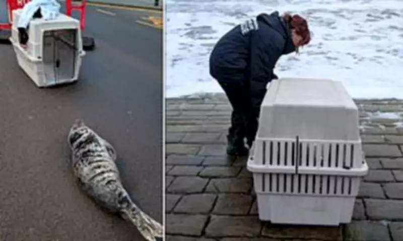 Seal Pup Rescued After Blocking Scarborough Road, Returned to Sea Safely