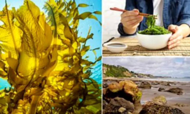 Seaweed: The Ancient Superfood Packed with Protein, Iodine and Vital Nutrients