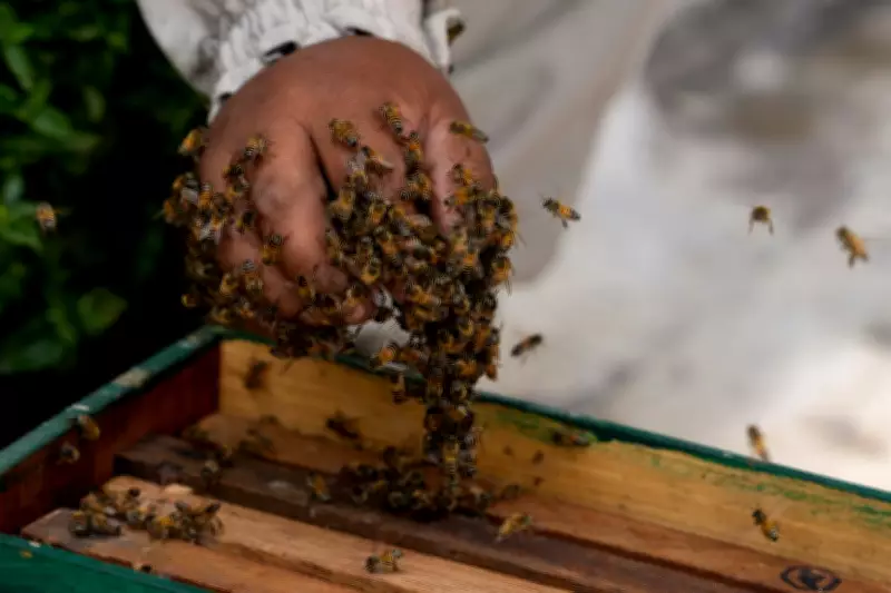 Senior Cricket Umpire Dies After Bee Swarm Attack During Local Match in India