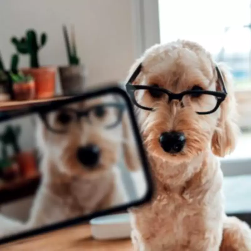 Senior Rescue Dogs Stay Up Until Midnight Waiting for Owner's Return