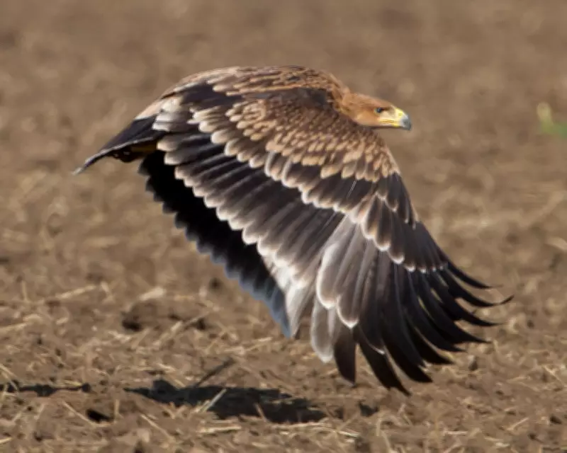 Serbia's Imperial Eagles Stage Remarkable Recovery from Brink of Extinction