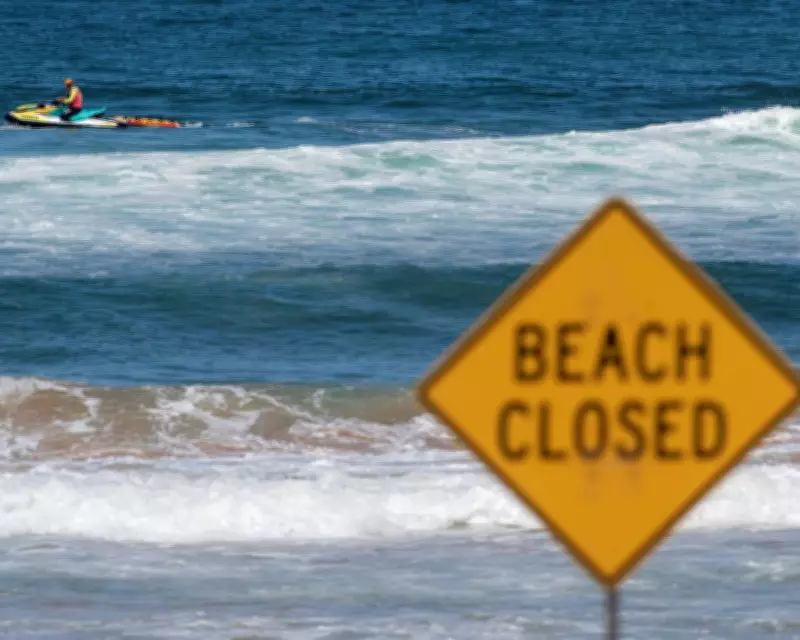Shark Attack Safety in Australia: Best Times and Locations for Swimmers