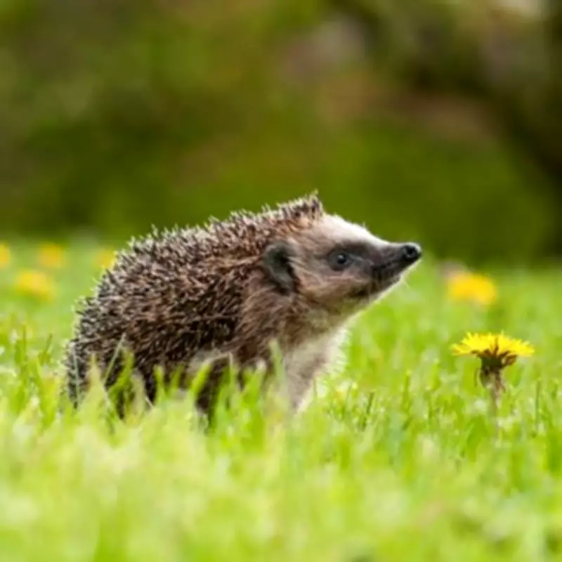 Simple Water Bowl in Garden Can Attract Hedgehogs Through Winter